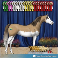 Horse Color:Classic Cream Champagne Splash