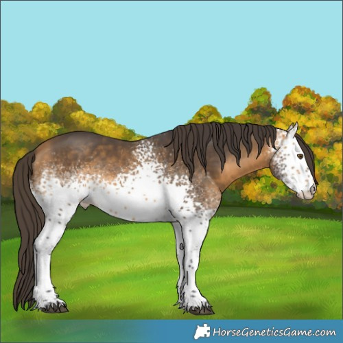 Horse Color:White Spotted Buckskin Sabino Rabicano 