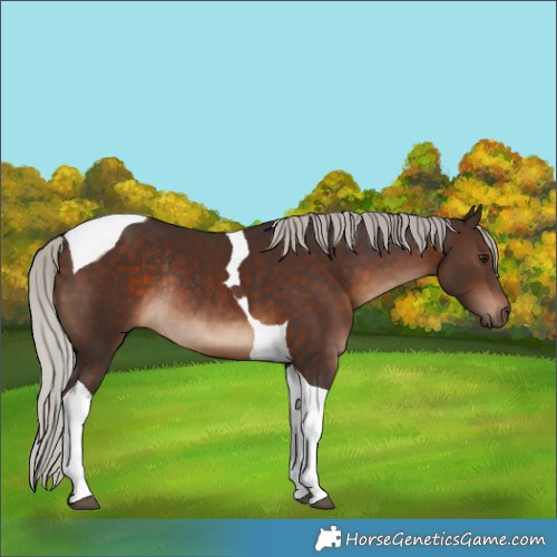 Horse Color:Silver Brown Tobiano Rabicano 