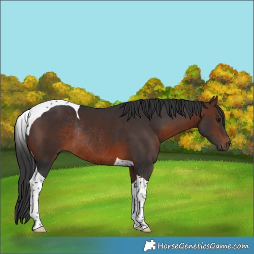 Horse Color:Brown Tobiano Rabicano 