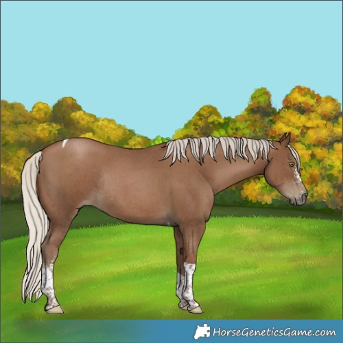 Horse Color:Gray Silver Black Pearl Sabino Tobiano Rabicano 