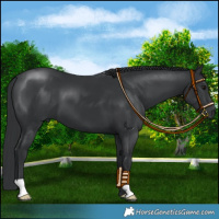 Horse Color:Black 