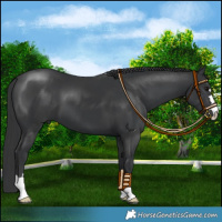Horse Color:Black 