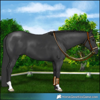 Horse Color:Black 