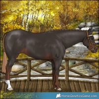 Horse Color:Liver Chestnut 