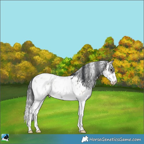 Horse Color:Brown Ice Onyx Sabino Appaloosa 