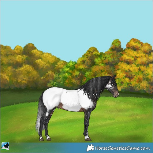 Horse Color:Brown Mushroom Appaloosa Rabicano 