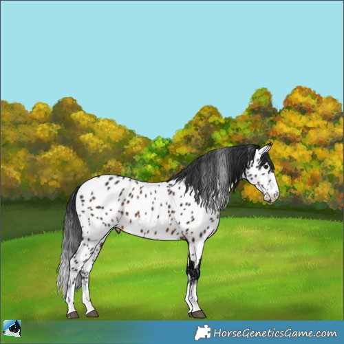 Horse Color:Brown Ice Appaloosa 