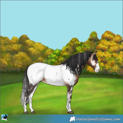 Horse Color:Brown Onyx Appaloosa Rabicano 