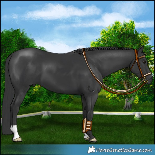 Horse Color:Black 