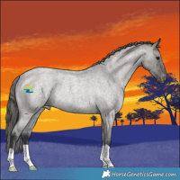 Horse Color:Grullo Roan Varnish Rabicano 