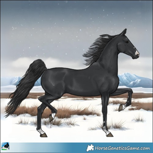 Horse Color:Black 