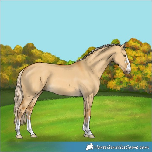 Horse Color:Palomino Dun 