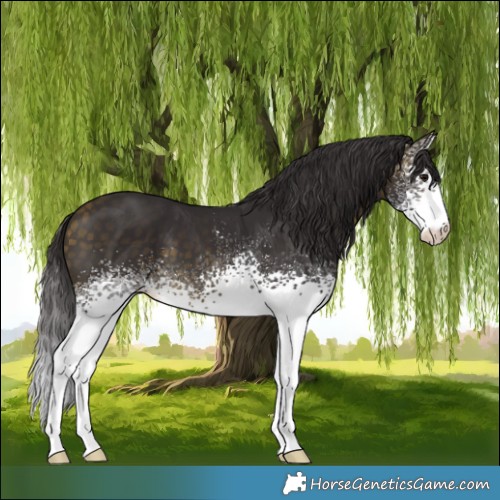 Horse Color:White Spotted Buckskin 