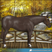 Horse Color:Liver Chestnut 