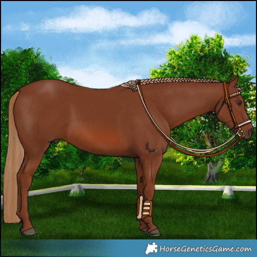 Horse Color:Chestnut 