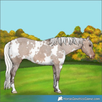 Horse Color:White Spotted Silver Brown Dun Varnish