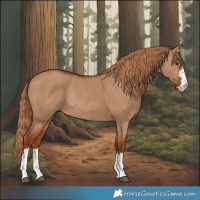 Horse Color:Red Dun Rabicano 