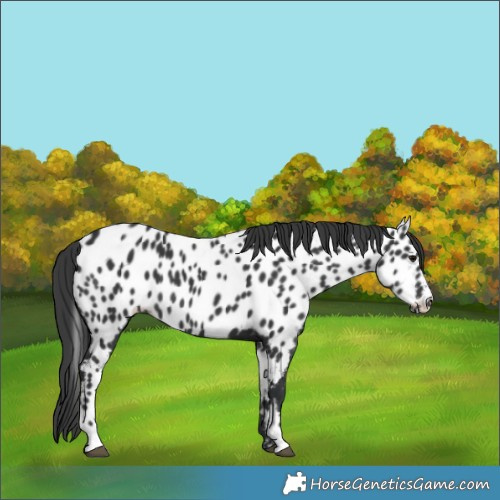 Horse Color:Black Appaloosa 