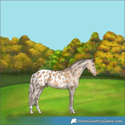 Horse Color:Chocolate Palomino Dun Appaloosa 