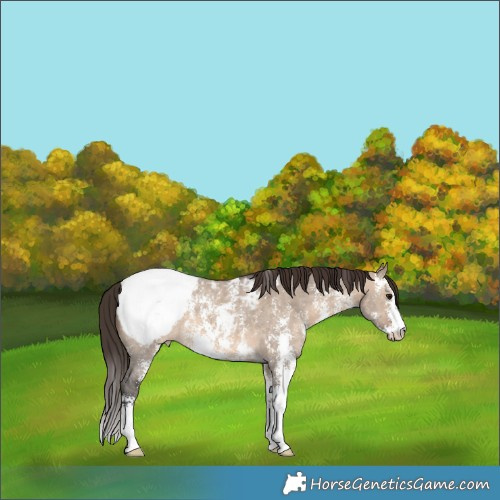 Horse Color:Brown Dun Sabino Snowcap 