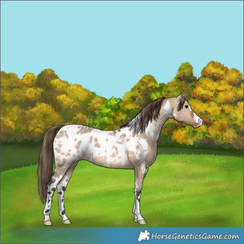 Horse Color:White Spotted Brown Dun Appaloosa 