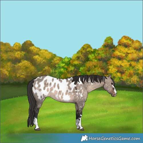 Horse Color:Brown Dun Mushroom Appaloosa 