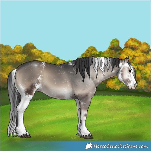 Horse Color:Blue Onyx Sabino 