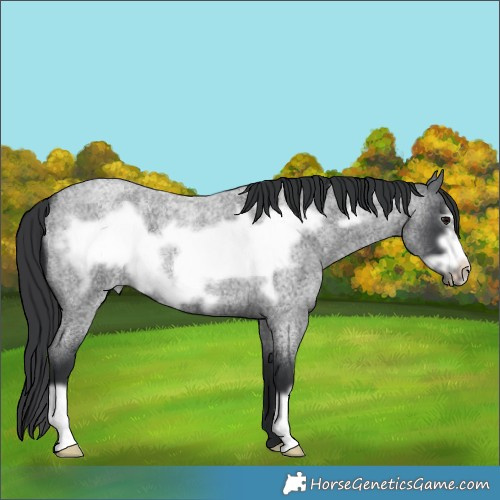 Horse Color:Blue Roan Frame 
