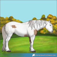 Horse Color:Red Dun Splash  and Gray Red Dun Splash 