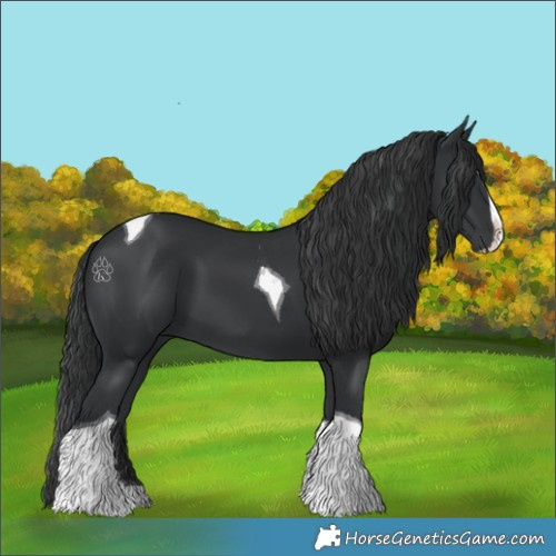Horse Color:Black Splash Tobiano 