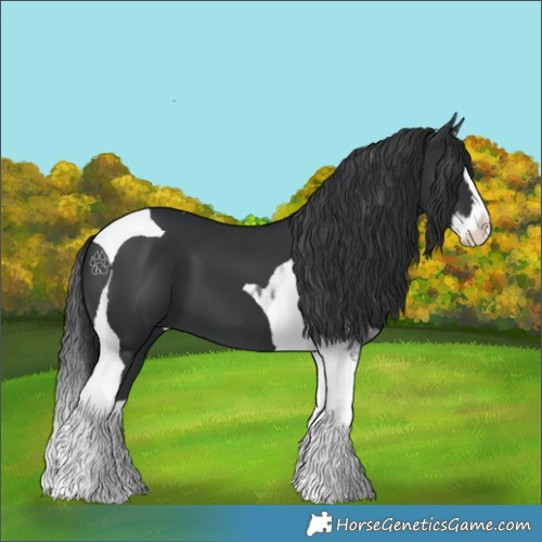 Horse Color:Black Splash Tobiano 
