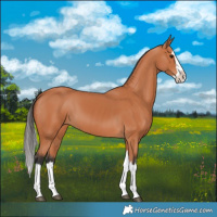 Horse Color:Bay Splash 