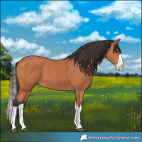 Horse Color:Bay Splash 