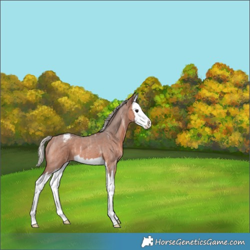 Horse Color:Silver Brown Ice Roan Splash Appaloosa 