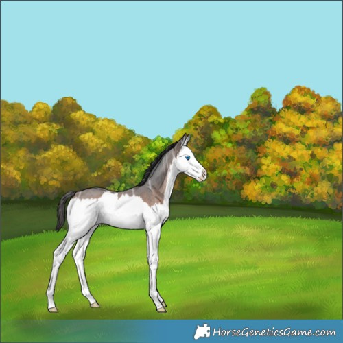 Horse Color:Brown Ice Roan Splash 