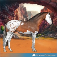 Horse Color:Bay Splash Appaloosa 