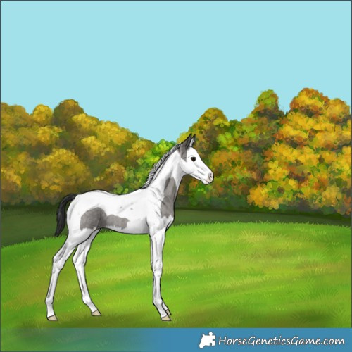 Horse Color:Grullo Roan Splash Tobiano 