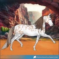 Horse Color:Bay Roan Dun Splash Appaloosa