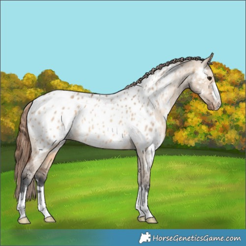 Horse Color:Bay Dun Appaloosa 