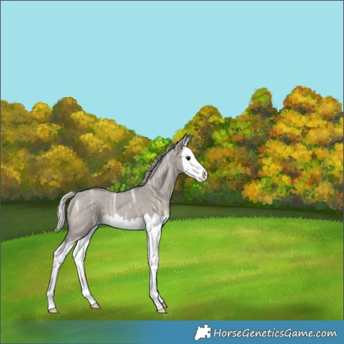 Horse Color:Silver Grullo Ice Roan Splash 