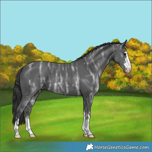 Horse Color:Black Ice 