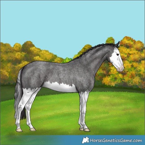 Horse Color:Smoky Blue Roan Splash 