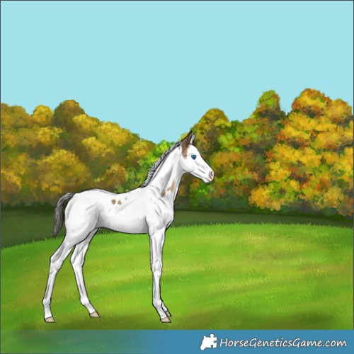 Horse Color:Brown Dun Splash Tobiano 