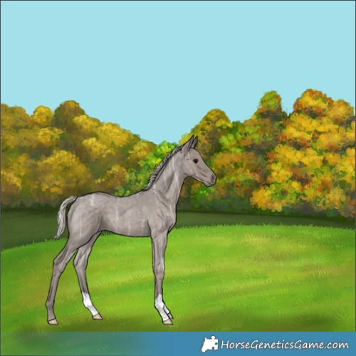 Horse Color:Silver Blue Ice Roan 