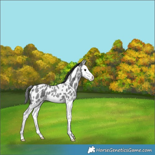Horse Color:Blue Ice Roan Splash Appaloosa 