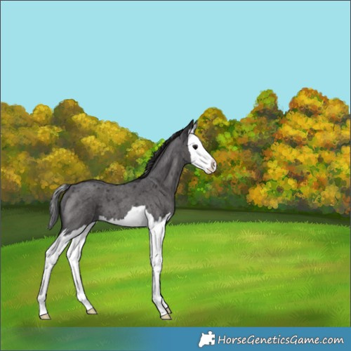 Horse Color:Smoky Blue Roan Splash 