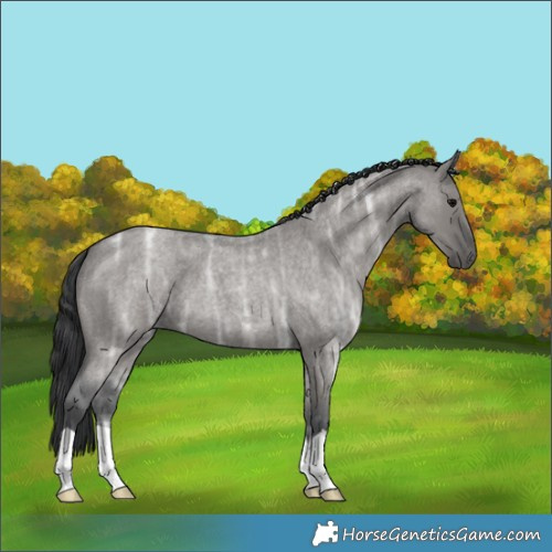 Horse Color:Grullo Ice Roan 