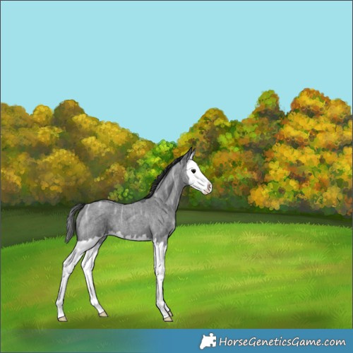 Horse Color:Blue Ice Roan Splash 