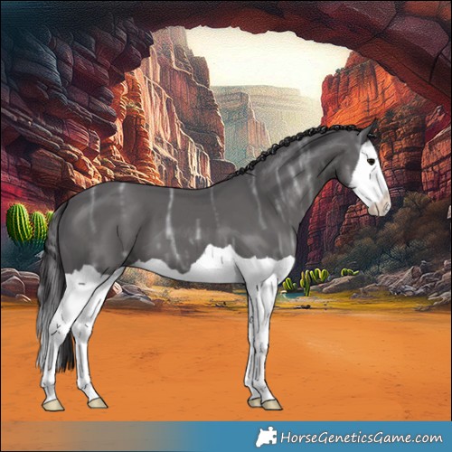 Horse Color:Smoky Black Ice Splash 